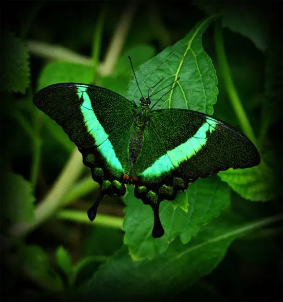 Bướm Emerald Swallowtail có màu xanh lá đậm khi nhìn từ trên xuống