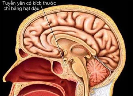 U tuyến yên trong não