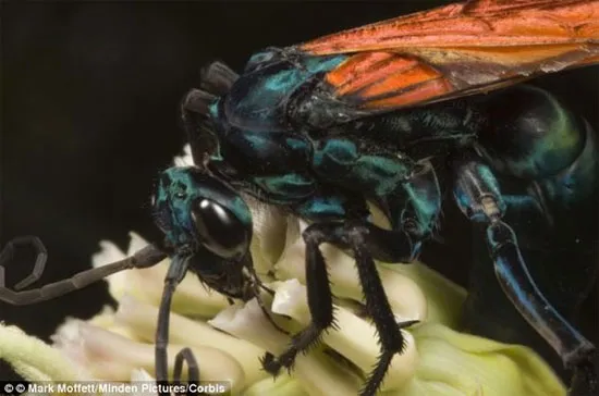 Thiên địch của loài nhện Tarantula (Tarantula hawk): Mức độ 4 (dù chỉ kéo dài 3 phút nhưng cực kỳ đau đớn)