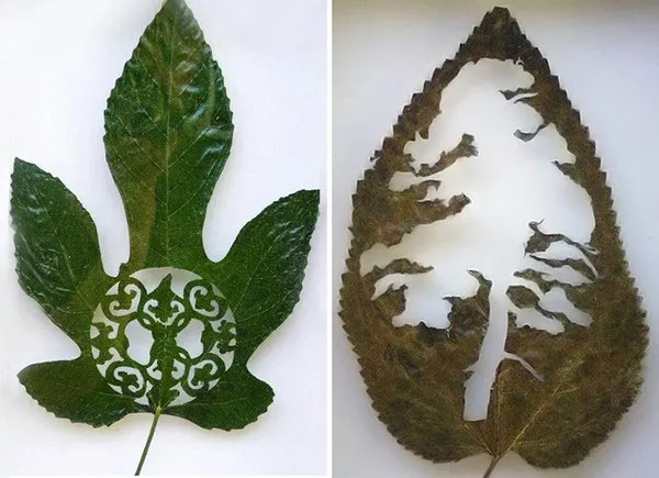 Biến lá cây thành sáng tạo "không ai ngờ tới"