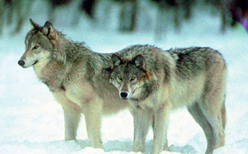 Giờ đây có thể phát hiện từng cá nhân sói nhờ vào chương trình máy tính mới