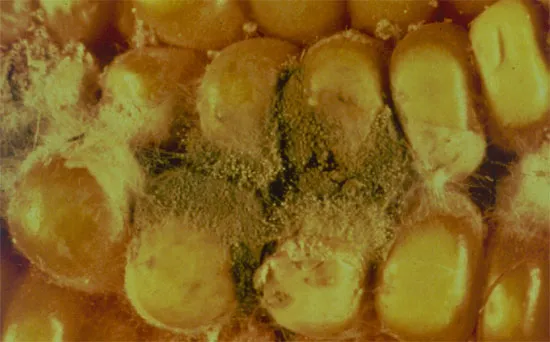 Nấm Aspergillus flavus trên hạt bắp