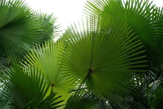 Rừng cọ