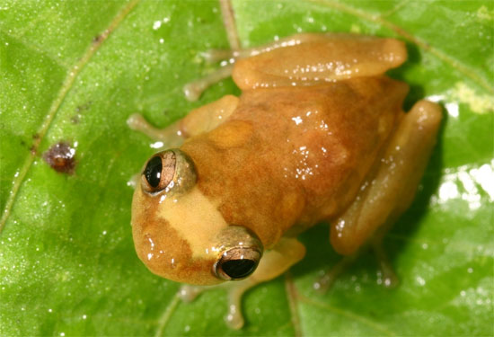 Công nghệ web giúp theo dõi động vật