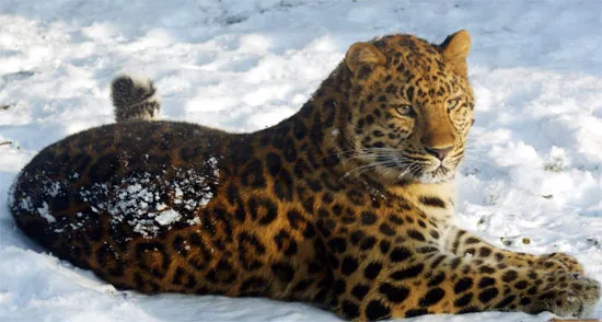 Báo Amur