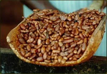 Giai đoạn tiếp sau là phơi khô