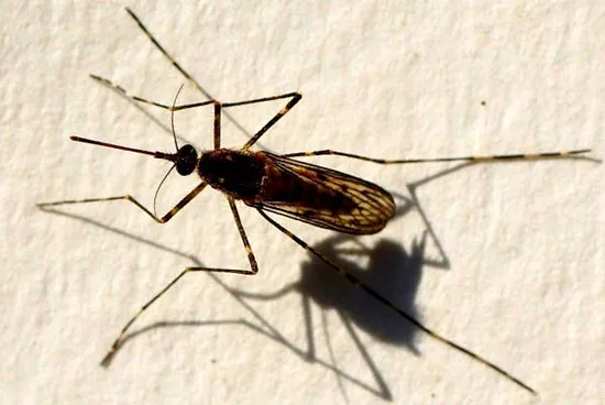 Muỗi Culiseta