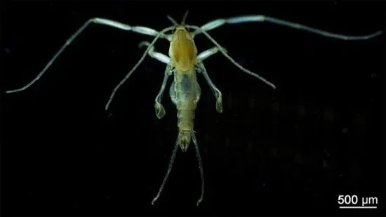 Muỗi nước