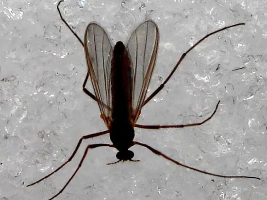Muỗi vằn Midge