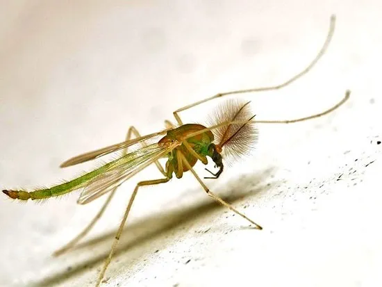 Cánh của muỗi vằn Midge không có rìa ngoài và vân;