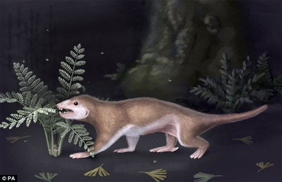 Megaconus mammaliaformis