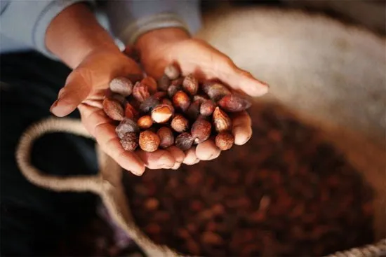 Cây Argan (Argania spinosa) được trồng trong các khu vực riêng ở Morocco châu Phi từ hàng ngàn năm trước