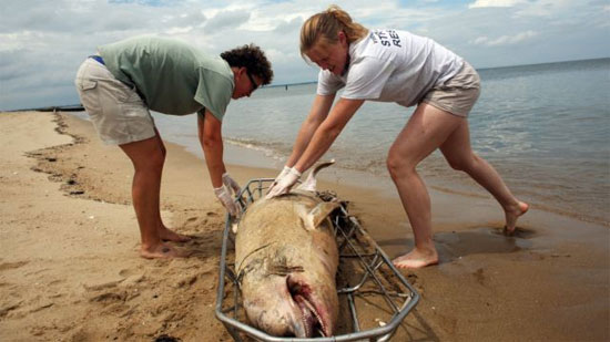 Xác một chú cá heo bị trôi dạt vào bờ, được cho bị nhiễm dịch bệnh