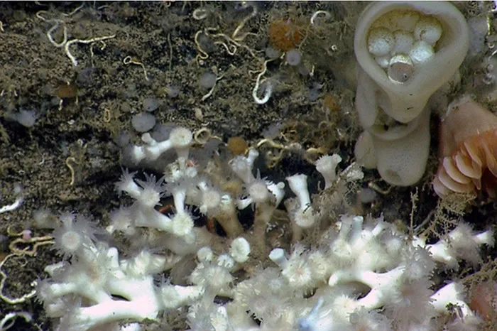 Con bạch tuộc nhỏ ẩn mình trong bọt biển trắng.