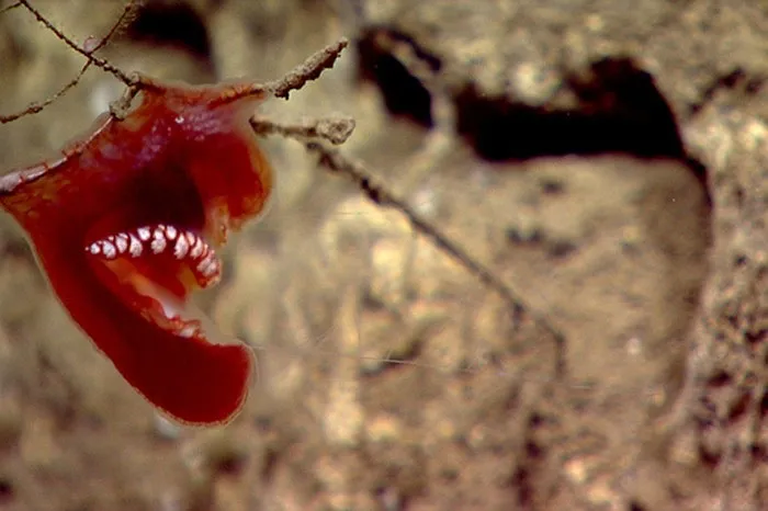 Loài sứa lược benthic ctenophores là động vật phẳng, thường bám vào đá hoặc các sinh vật khác như san hô.