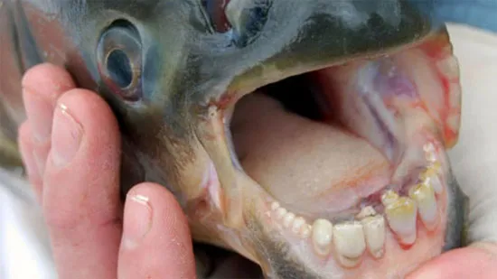 Cá Pacu