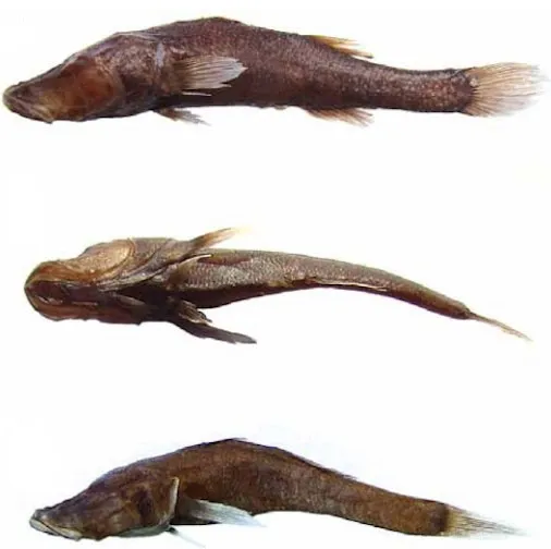 Loài cá mới Typhlerotris mararybe