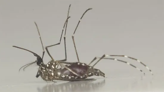Muỗi Aedes