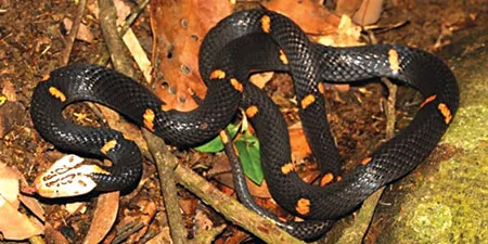 Azemiops kharin