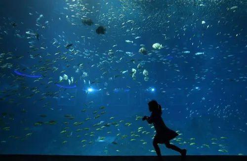Công viên hải dương Sentosa S.E.A, Singapore