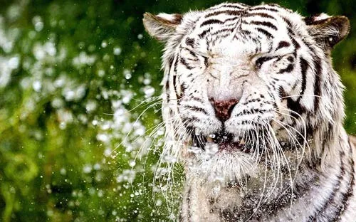 Hổ trắng tắm mát trong vườn thú Ouwehand ở Rhenen, Hà Lan khi nhiệt độ ở đây tăng lên mức 32 độ C.