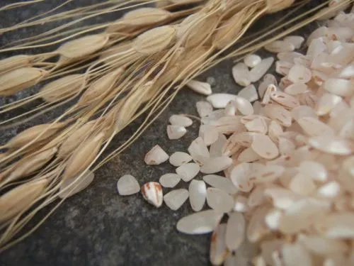 Dùng vỏ trấu để sản xuất pin điện