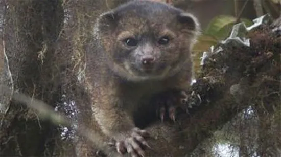 Một con "olinguito” (Bassaricyon neblina) được nhìn thấy tại Nam Mỹ