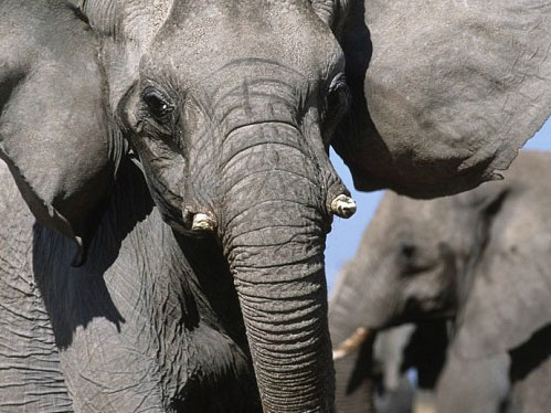 Một con voi châu Phi tại Công viên quốc gia Etosha, Namibia.