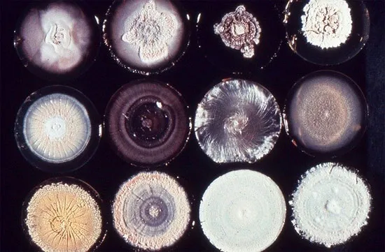 Nấm Coccidioides immitis