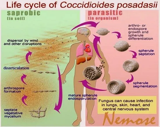 Vòng đời của nấm Coccidioides