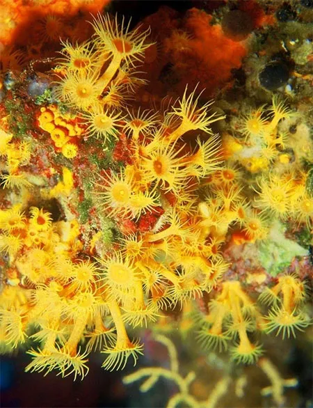 Zoanthids