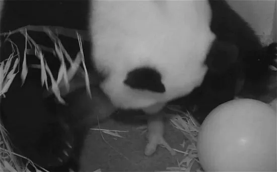 Hình ảnh Mei Xiang sinh con 2 giờ sau khi bị vỡ nước ối trong đoạn phim cung cấp bởi vườn thú quốc gia Mỹ.
