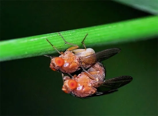 Triệt tiêu Natalisin để làm mất khả năng giao phối và sinh sản ở côn trùng.