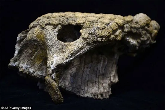 Cận cảnh hộp sọ của loài Glyptodon