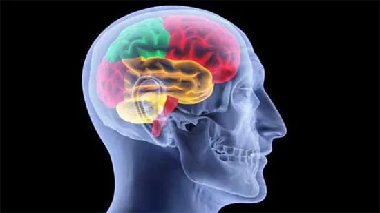 Não người là cấu trúc tự nhiên phức tạp nhất trong vũ trụ