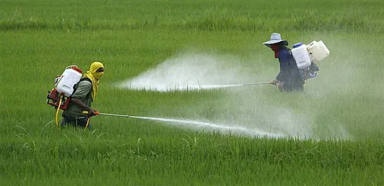 Nông dân phun thuốc trừ sâu trên một cánh đồng