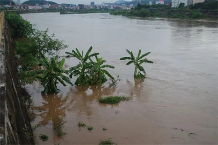 Lũ sông Hồng ở tỉnh Lào Cai đang lên cao gây thiệt hại cho nông nghiệp địa phương