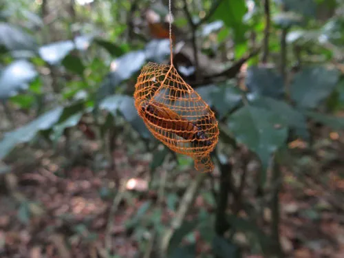 Kén của loài bướm Urodidae