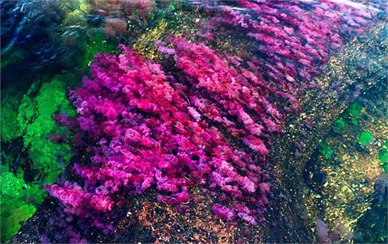 Vẻ đẹp của dòng sông Cona Cristales