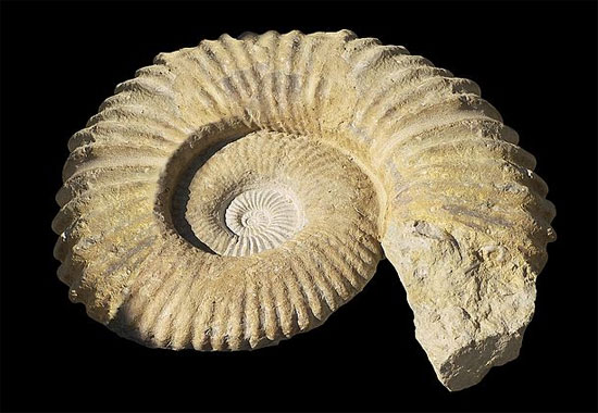 Anh công bố thư viện hóa thạch online đầu tiên