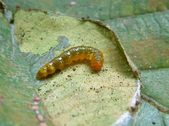 Sâu bướm Calindoea trifascialis