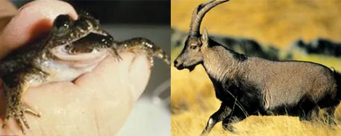 Loài ếch ấp bằng dạ dày và dê núi Pyrenean Ibex