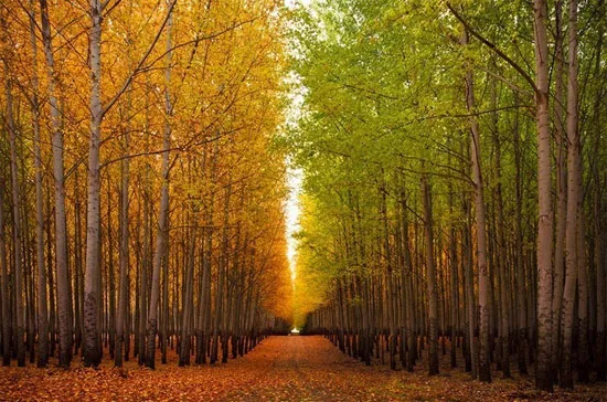 Trang trại cây Boardman nằm ở Morrow, hạt Oregon, Mỹ, có diện tích hàng chục nghìn ha.