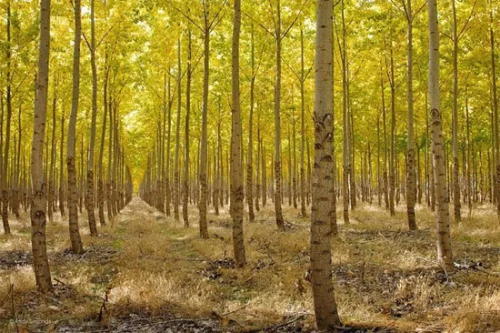 Trang trại được chia thành nhiều lô đất, trung bình mỗi lô có 600 cây dương.