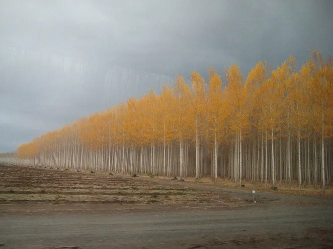 Trang trại Boardman chỉ là một trong nhiều trang trại của GreenWood Resources, còn nhiều trang trại khác ở Bắc Mỹ, Nam Mỹ và cả Trung Quốc.