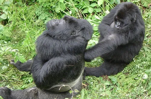 Khỉ đột gorilla có thể học ngôn ngữ kí hiệu