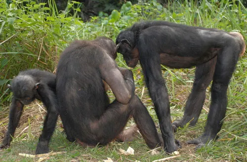 Tinh tinh lùn bonobo thấy sao nói vậy