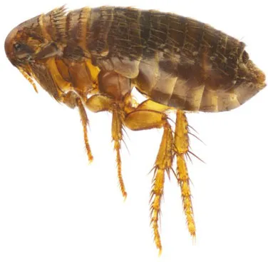 Bọ chét