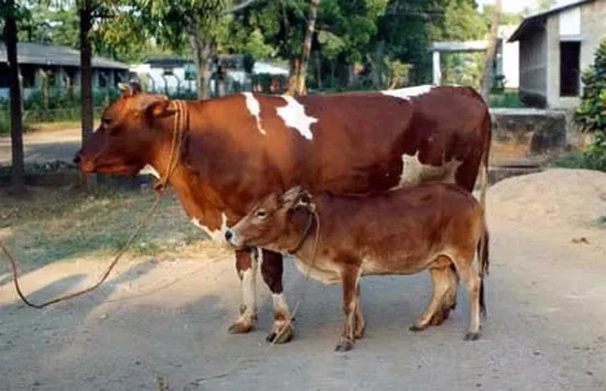 Loài gia súc chỉ cao 81cm