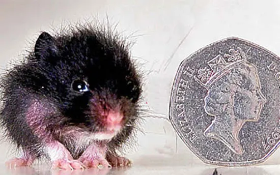 Chú chuột lang (Hamster) chỉ cao 2,5cm